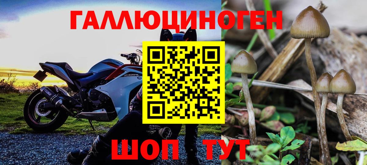 Псилоцибиновые грибы Psilocybe  Вход с VPN  Гусь-Хрустальный 